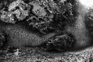 "Taking Over"
Silversides might be one of the coolest th... by Chase Darnell 